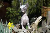 CHIEN NU CHINOIS 110